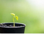 Team Sprout