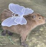 capybara armauy