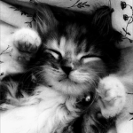 pawxsie ୨୧