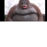 The Epic Funny Monkey Group