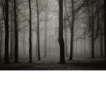 The Forest Cult