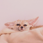 fOx-IeZ