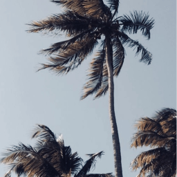 Aesthetics