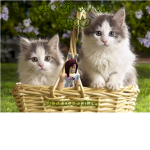 The Kitty Cat Show Fans