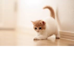 고양이 좋아