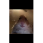 cool hamster gang