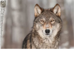 Dark wolfpack
