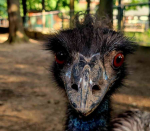 The Emu's