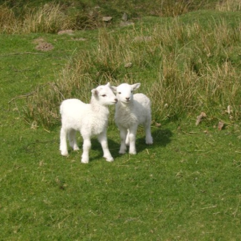 ────୨ৎ────