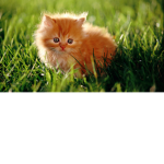 Battle kitty fan group!