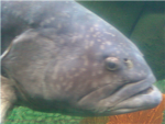 team crocodile fish