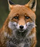 Fox alliance official group