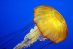 Jellyfish Court ( SG )