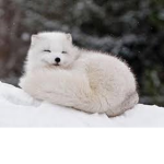 Snow foxs
