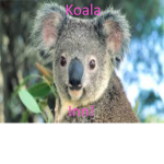 Koala Inn