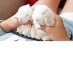 meus coelhos