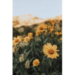 Sunny Smilexs