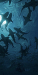 +~Sharks~+