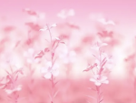 +STARPINK ENT.