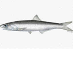Anchovy Racing! (New)