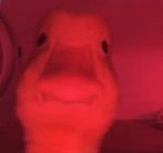 Quac duck