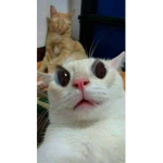 Mochiiiiiiiiiiiiiiii