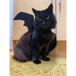 Catmangaming fan group