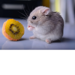 Hamssterrr