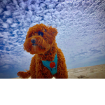 Charlie is the best dog
