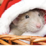 RAT120000_arat123140120903464464465656565656565565