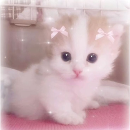 ฅ^•ﻌ•^ฅ