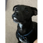 I love doggo’s