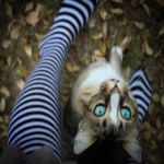 DeadCatz