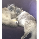 Adorable cats Police