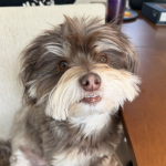 #Maizy