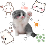 Laura cat