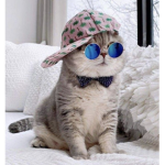 Swaggy Kittiess