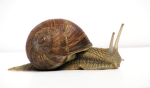 The Snail Group For People Who Like Snails