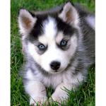 Husky group/puppy’s