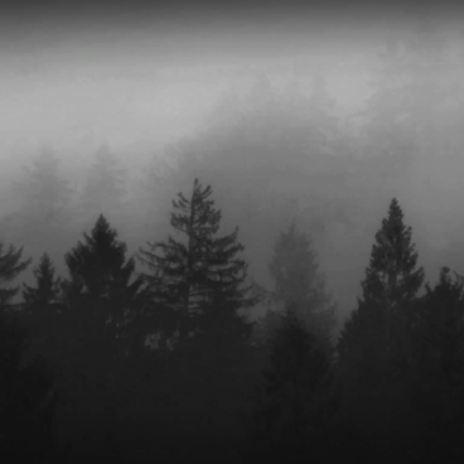 Dark Foggy Trees