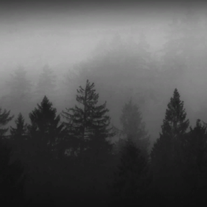 Dark Foggy Trees