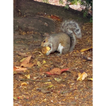 Squirrel Unite