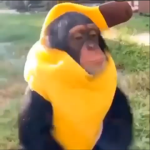 Me noob me give you robux
