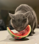 Melons<33