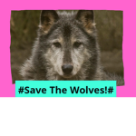 #Save the wolves!#