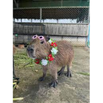 Capybara Team.