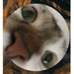 eren gamer pro