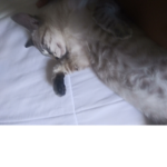 epic cat in diaper