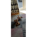 The doggi group