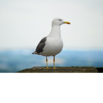 [S.S.T] Sentient Seagull Trio